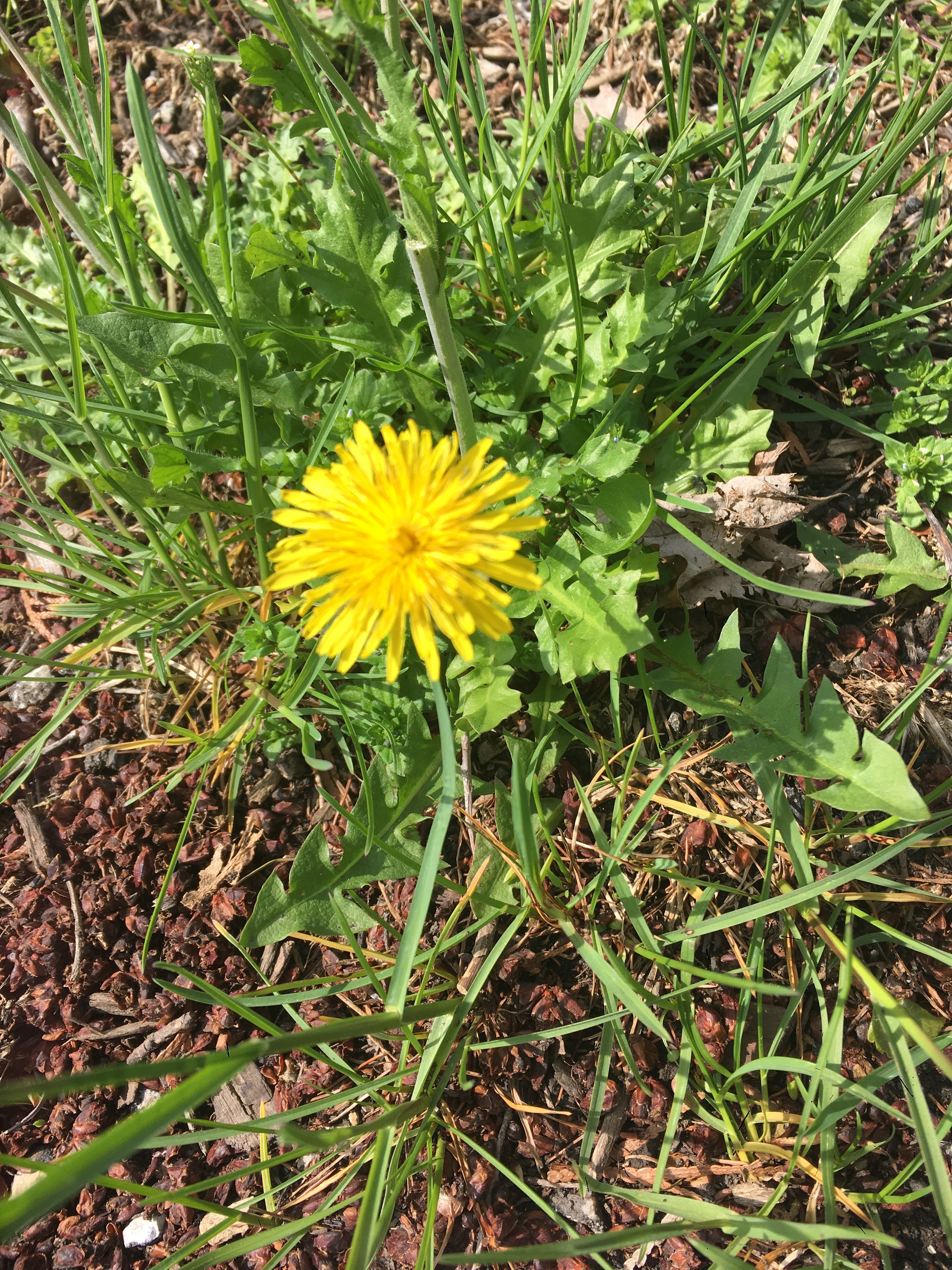 Dandelion.JPG